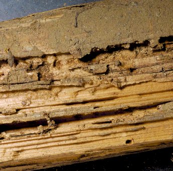 Obat Untuk Atasi Rayap yang Paling Ampuh