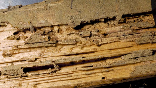 Obat Untuk Atasi Rayap yang Paling Ampuh