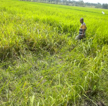 Rahasia Para Petani di Gunungkidul Basmi Hama Tikus Yang Menggila