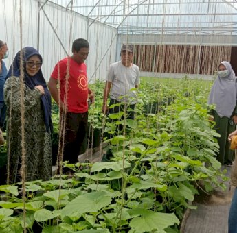 Kelompok Wanita Tani Sutera di Soppeng Kembangkan Hidroponik Buah dan Sayur