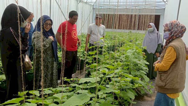 Kelompok Wanita Tani Sutera di Soppeng Kembangkan Hidroponik Buah dan Sayur