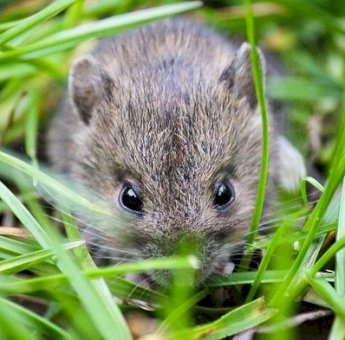Saatnya Fumiphos Beraksi Memberantas Hama Tikus Menggila di Gunungkidul