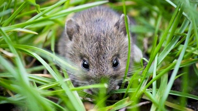 Saatnya Fumiphos Beraksi Memberantas Hama Tikus Menggila di Gunungkidul