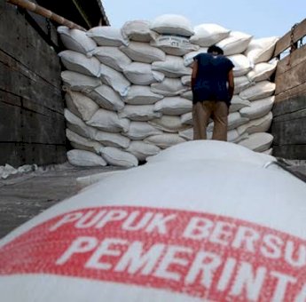 Petani di Bone Menjerit, Pupuk Langka Saat Musim Tanam