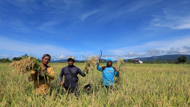 Kelompok Tani Harapan Mulya di Desa Libukang Mandiri melakukan Panen Raya atas hasil  budidaya Padi Varietas Mentik Susu di lahan seluas 3 Hektar.