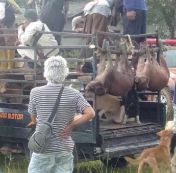 Antusias Warga Bulukumba Basmi Hama Babi, Hingga 30 Ekor Perhari