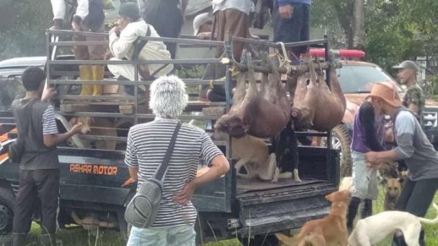 Puluhan Babi hutan yang ditangkap untuk dimusnahkan karena dianggap mengganggu Tanaman di Kebun milik wargadi Ujung Loe Kabupaten Bulukumba, Minggu (16/01/2022).