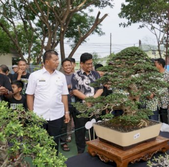 Pertama kali Digelar, Pameran Bonsai Bulukumba Pecahkan Rekor