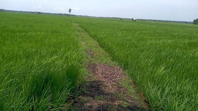 Sawah warga di Desa Labokong, Kecamatan Donri-Donri, Kabupaten Soppeng.