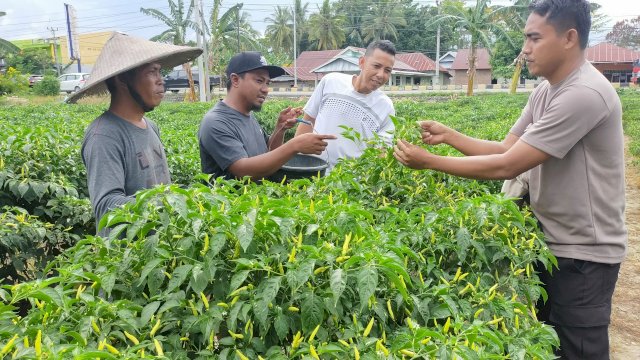 Aipda Ibrahim Saat Melakukan Pembinaan Kelompok Tani Cabai di Kabupaten Luwu