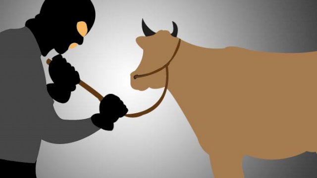 Ilustrasi Pencuri Ternak Sapi.