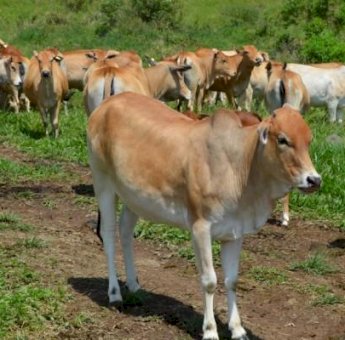 Capai 115 Ribu Ekor, Pemkab Gowa Catat Populasi Sapi Ternak Meningkat 2 Persen