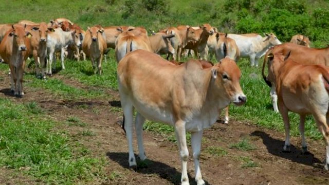 Capai 115 Ribu Ekor, Pemkab Gowa Catat Populasi Sapi Ternak Meningkat 2 Persen