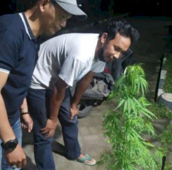 IRT di Gowa Temukan Taman Ganja di Semak-Semak Belakang Rumahnya