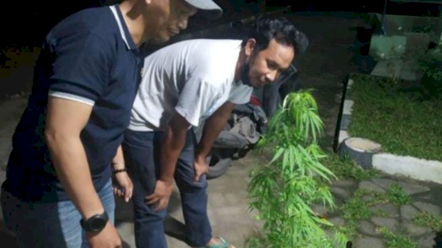 Kodim 1409 Gowa bersama Yon Arhanud 16 Kostrad devisi 3 mengamankan tanaman Ganja yang ditemukan IRT di Gowa. (Wawan Setiawan)