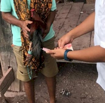 Sat Reskrim Polres Toraja Utara Tangkap Pelaku Judi Sabung Ayam