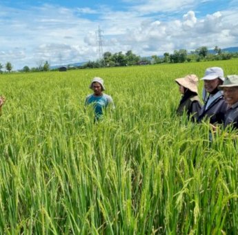 Dorong Produktivitas Pertanian, Andi Sudirman Inisiasi Mandiri Benih Untuk Petani