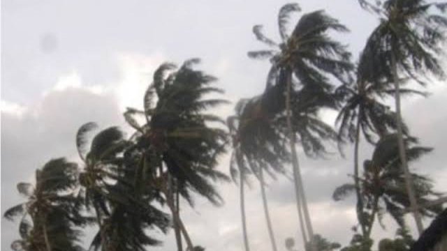 Ilustrasi Pohon diterjang Angin Kencang. (Istimewa)