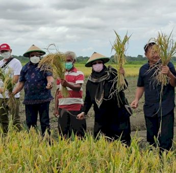 Komisi IV DPR-RI Optimis Merauke Jadi Lumbung Pangan Nasional Bisa Terwujud Sesuai Mimpi Besar Jokowi