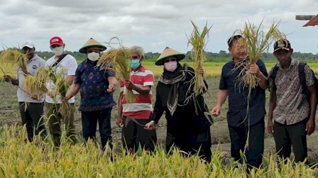 Anggota Komisi IV DPR RI, H. Sulaeman L. Hamzah (kedua dari kiri) melakukan panen raya bersama petani Kampung Waninggap Miraf SP-5, Tanah Miring Merauke, Senin (28/2/2022). (Foto. Hendrik)