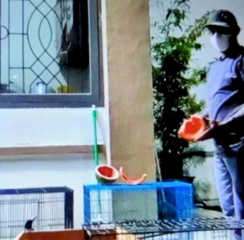 Penyeludupan 59 Satwa Liar Di Sorong Digagalkan Petugas