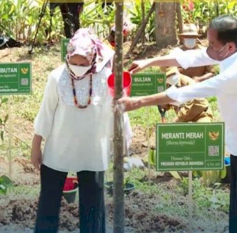 Jokowi dan 34 Gubernur Tanam Pohon di IKN Nusantara