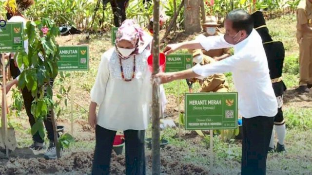 Didampingi Ibu Negara, Presiden RI Joko Widodo menanam pohon Meranti Merah di Lokasi Ibu Kota Nusantara, Senin (14/03/2022). (Istimewa)
