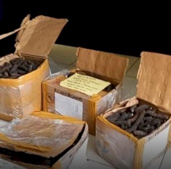 Penyeludupan Teripang Asal Papua Nugini dari Merauke ke Batam Digagalkan Petugas