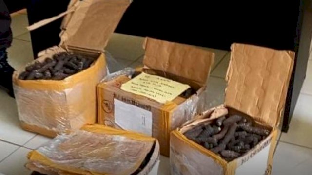Barang bukti teripang yang disita petugas Bandara Mopah Merauke. (Ist)