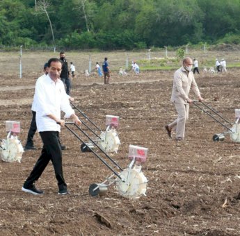 Presiden Jokowi Tinjau Food Estate dan Tanam Jagung Bersama Petani di Kabupaten Belu NTT
