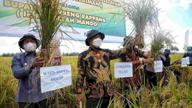 Gubernur Sulsel Andi Sudirman Sulaiman (tengah), saat melakukan Panen Padi di Kabupaten Sidrap beberapa waktu lalu. (Istimewa)