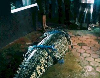 Bikin Geger, Buaya 3.5 Meter Masuk Rumah Warga di Kutai Timur