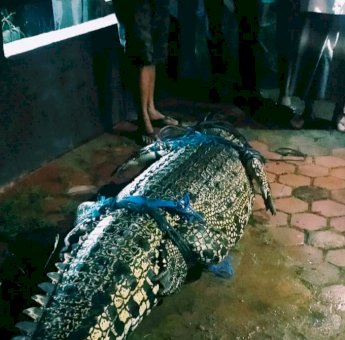 Bikin Geger, Buaya 3.5 Meter Masuk Rumah Warga di Kutai Timur