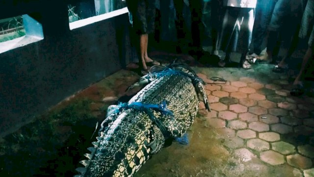 Buaya sepanjang 3.5 meter yang menggegerkan warga di Desa Sepaso, Kecamatan Bengalon, Kabupaten Kutai Timur berhasil ditangkap. (Foto: Kurniawan/Republiknews co.id)