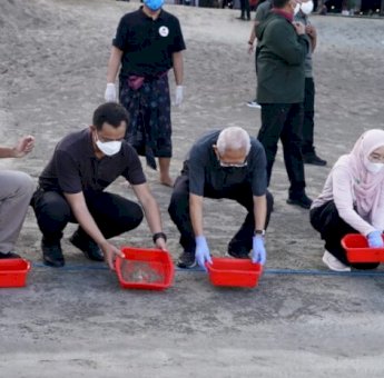 Jaga Keberlangsungan Hidup Penyu, Wakil Presiden Ma’ruf Amin Lepas Ribuan Tukik di Pantai Kuta