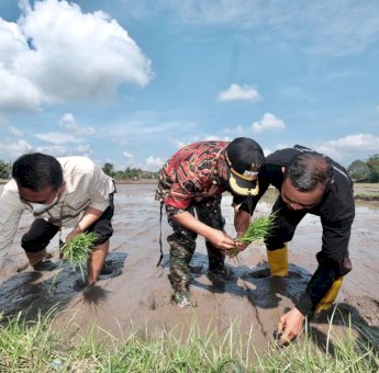 Pemkab Gowa Garap Budidaya Padi Organik di Enam Desa