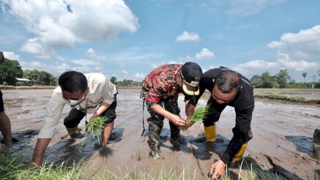 Wakil Bupati Gowa, Abd Rauf Malaganni saat melakukan penanaman padi organik di Desa Julu Pa'mai, Kecamatan Pallangga, Kamis (12/5/2022). (Foto: Istimewa)