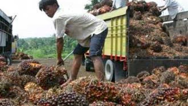 Ilustrasi Petani Sawit Indonesia (Istimewa)