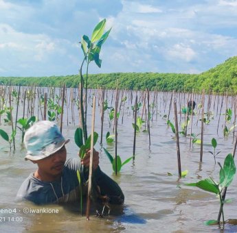 Pemprov Sulsel Lakukan Penanaman 39 Ribu Pohon Mangrove di Maros