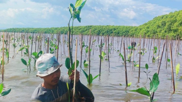 Penanaman 39 Ribu Pohon Mangrove di Pesisir Laut Desa Marannu, Kecamatan Lau, Kabupaten Maros, oleh Pemerintah Provinsi Sulsel. (Istimewa)