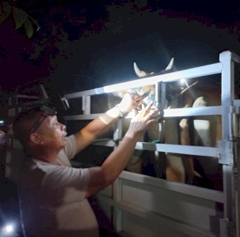 Antisipasi Serangan PMK, Ternak Masuk ke Luwu Utara Wajib Diperiksa