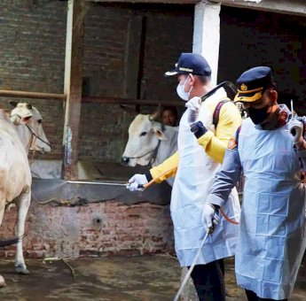 Antisipasi PMK, Bupati dan Kapolres Kendal Lakukan Penyemprotan Disinfektan ke Hewan Ternak