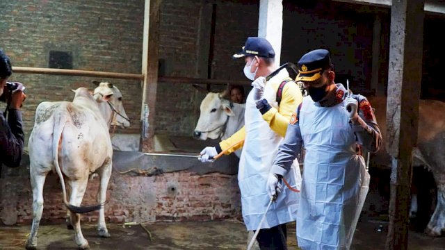 Bupati Kendal Dico M Ganinduto dan Kapolres AKBP Yuniar Arief Fianto melakukan penyemprotan disinfektan bersama cegah penyebaran PMK, Selasa (17/05/2022). (Istimewa)