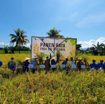 SRI Organik PT Vale, Harapan Baru Pertanian Produktif dan Ramah Lingkungan di Kolaka