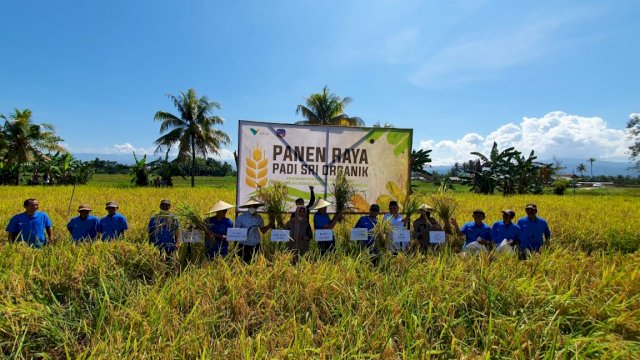 Panen perdana SRI Organik PT Vale di Kecamatan Baula, Kabupatem Kolaka, Rabu (01/06/2022). (Istimewa)
