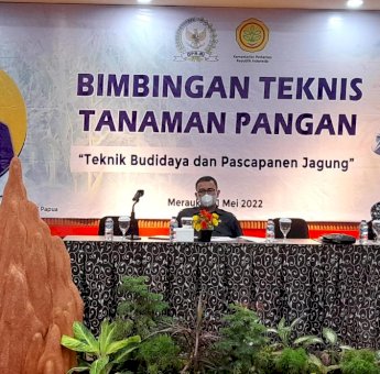 Petani Orang Asli Papua di Merauke Dibekali Teknik Budidaya Tanaman Jagung
