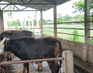 Waspada Penyebaran PMK, Pemkab Paser Tunda Pengadaan Sapi Senilai Rp 4,1 Miliar