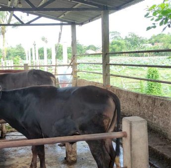 Jelang Idul Adha, Dinas Pertanian Luwu Timur Periksa Kesehatan Hewan Qurban