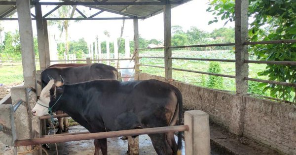 Jelang Idul Adha, Dinas Pertanian Luwu Timur Periksa Kesehatan Hewan Qurban