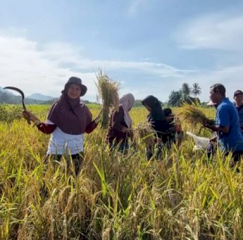 Petani Binaan PT Vale di Morowali Kembali Panen Beras SRI Organik